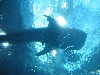 Okinawa5 091.jpg